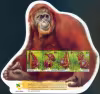 Orang Utan - Ah Meng, Singapore's "Lady" of the Forest