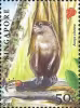 Endangered Animal - Oriental Small-Clawed Otter