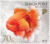 Goldfishes Definitives