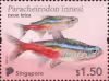 Tetra Fish: Definitives High Values