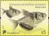 Tetra Fish: Definitives High Values
