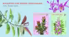 Singapore-Brunei Darussalam Joint Stamp Issue