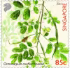 Critically Endangered Flora of Singapore – Flora of Coastal Forests